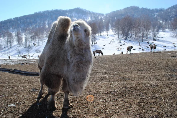Camellos Peludos Altai Vivero Maral Altai —  Fotos de Stock