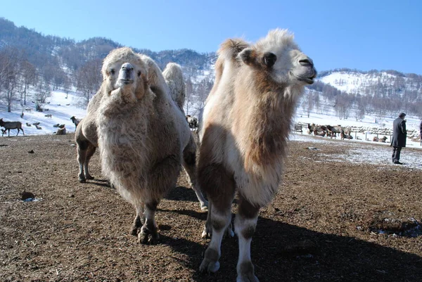Altai Pelzkamele Der Maral Kinderstube Altai — Stockfoto