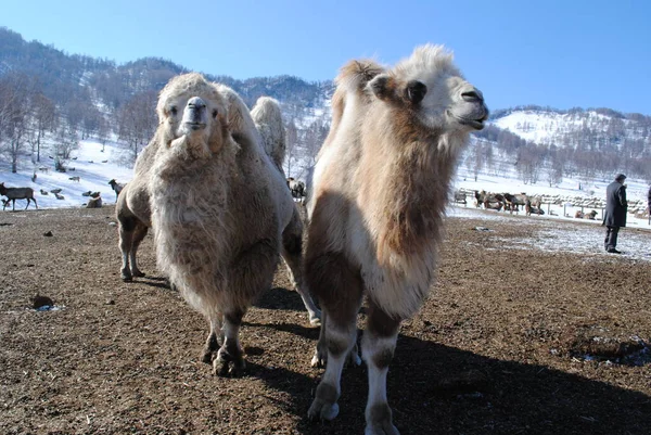 Camellos Peludos Altai Vivero Maral Altai —  Fotos de Stock