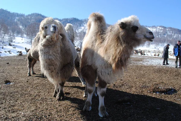 Altai Pelzkamele Der Maral Kinderstube Altai — Stockfoto