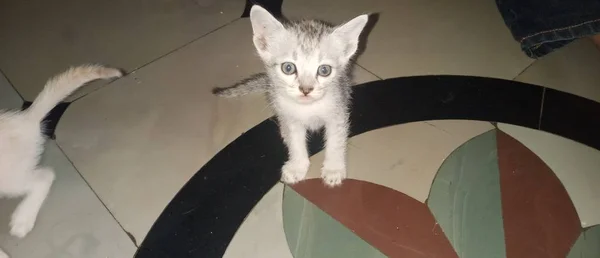 Gatinho Expressão Tão Bonita — Fotografia de Stock