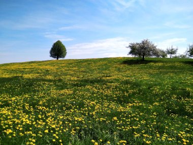 Doğanın güzelliğini yakalamak.