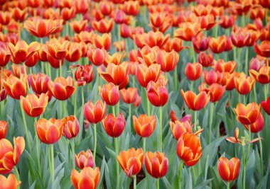 Orange tulip çiçektir bahçede doğal arka plan