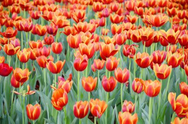 Orange tulip çiçektir bahçede doğal arka plan