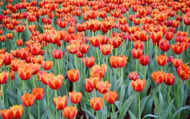 Orange tulip çiçektir bahçede doğal arka plan