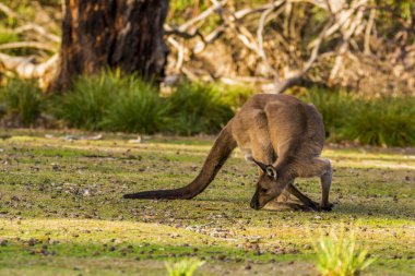 Kangaroo Island, Australia, South Australia- MARCH 2016: Kangaroo, Wallabi, grazing in the Australian bush. Today extremely endangered by Australian fires.