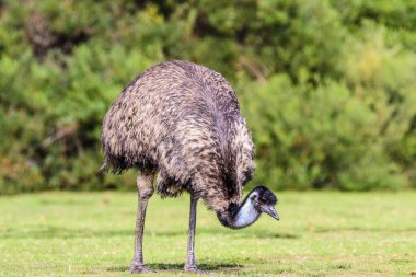 Wilsons Promontory National Park, Australia, Victoria- MARCH 2016: Emu (Dromaius novaehollandiae) grazing in the Australian bush. Emu is the second-largest living bird. Today endangered by fires