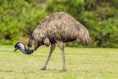 Wilsons Promontory National Park, Australia, Victoria- MARCH 2016: Emu (Dromaius novaehollandiae) grazing in the Australian bush. Emu is the second-largest living bird. Today endangered by fires