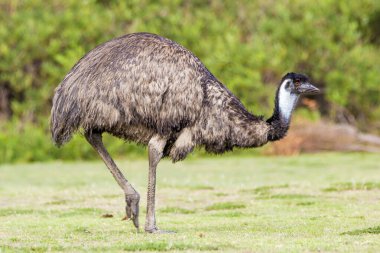 Wilsons Promontory National Park, Australia, Victoria- MARCH 2016: Emu (Dromaius novaehollandiae) grazing in the Australian bush. Emu is the second-largest living bird. Today endangered by fires