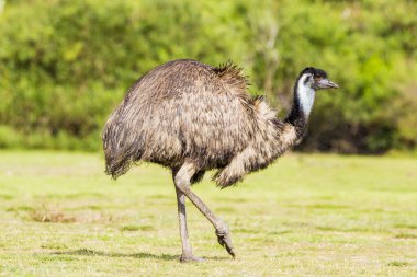 Wilsons Promontory National Park, Australia, Victoria- MARCH 2016: Emu (Dromaius novaehollandiae) grazing in the Australian bush. Emu is the second-largest living bird. Today endangered by fires