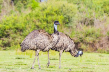 Wilsons Promontory National Park, Australia, Victoria- MARCH 2016: Emu (Dromaius novaehollandiae) grazing in the Australian bush. Emu is the second-largest living bird. Today endangered by fires