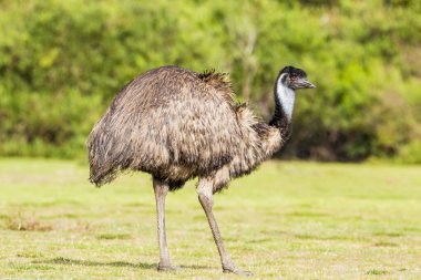 Wilsons Promontory National Park, Australia, Victoria- MARCH 2016: Emu (Dromaius novaehollandiae) grazing in the Australian bush. Emu is the second-largest living bird. Today endangered by fires