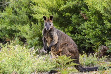 Grampians National Park Australia, Victoria- MARCH 2016:  Kangaroo, wallaby, (Petrogale penicillata) Today extremely endangered by Australian fires.