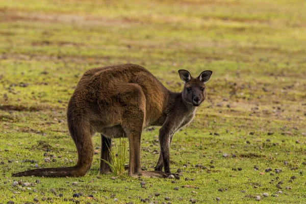 Kangaroo Island Australia South Australia March 2016 Kangaroo Wallabi Grazing — Zdjęcie stockowe