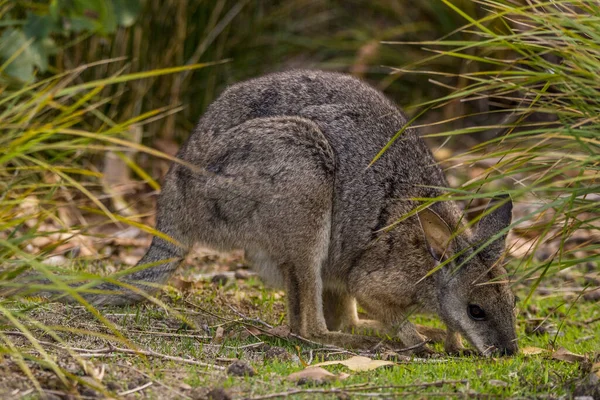 Kangaroo Island Australia South Australia March 2016 Kangaroo Wallabi Grazing — Stockfoto