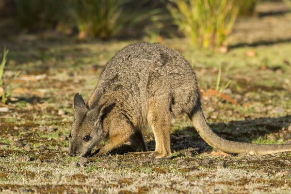 Île Kangourou Australie Australie Sud Mars 2016 Kangourou Wallabi Pâturage — Photo