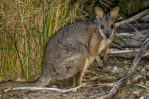 Kangaroo Island Australia South Australia March 2016 Kangaroo Wallabi Grazing — Φωτογραφία Αρχείου