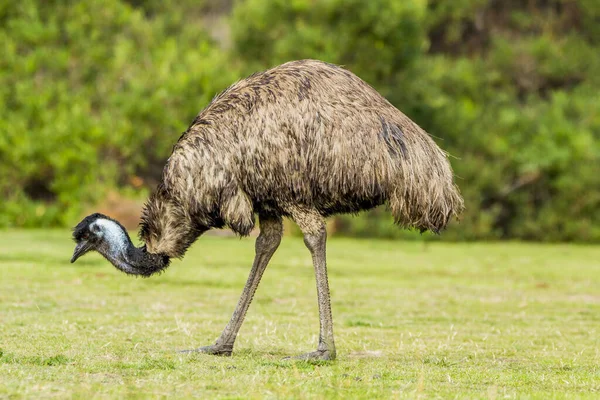 Wilsons Promontory National Park, Australia, Victoria- MARCH 2016: Emu (Dromaius novaehollandiae) grazing in the Australian bush. Emu is the second-largest living bird. Today endangered by fires