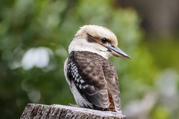 Grampians National Park Australia Victoria Marzo 2016 Kookaburra Rey Pescador — Foto de Stock