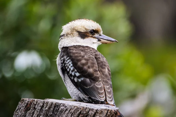 Grampians National Park Australia, Victoria- MARCH 2016: Kookaburra is Australian terrestrial tree kingfishers. Kookaburra very often feed on animals dead during bush fires.