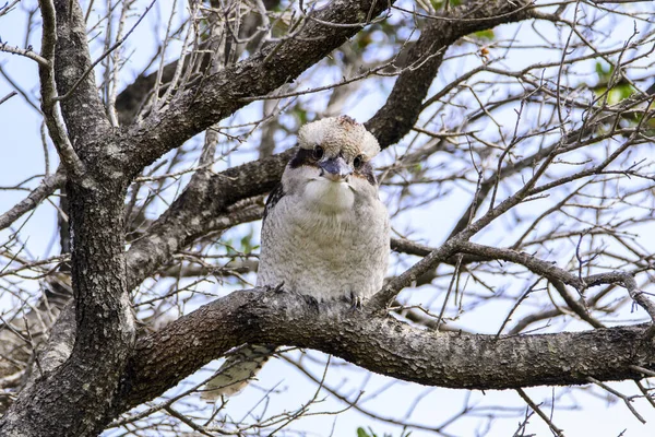 Grampians National Park Australia Victoria March 2016 Kookaburra Australian Terrestrial — 图库照片
