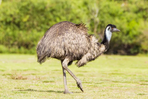 Wilsons Promontory National Park Australia Victoria March 2016 Emu Dromaius Royalty Free Stock Images