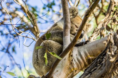 Büyük okyanus yolu, Avustralya, Viktorya... 2016: okaliptüs ağacındaki koala (Phascolarctos cinereus). Bugün Avustralya yangınları yüzünden büyük tehlike altındayız..