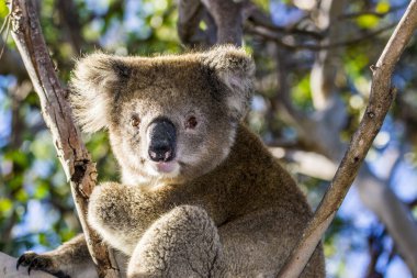 Kanguru Adası, Avustralya, Güney Avustralya - Mart 2018: Koala (Phascolarctos cinereus), okaliptüs ağacında. Bugün Avustralya yangınları yüzünden büyük tehlike altındayız..