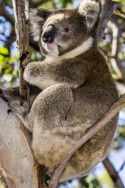 Büyük okyanus yolu, Avustralya, Viktorya... 2016: okaliptüs ağacındaki koala (Phascolarctos cinereus). Bugün Avustralya yangınları yüzünden büyük tehlike altındayız..