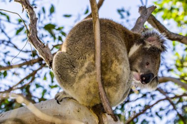 Kanguru Adası, Avustralya, Güney Avustralya - Mart 2018: Koala (Phascolarctos cinereus), okaliptüs ağacında. Bugün Avustralya yangınları yüzünden büyük tehlike altındayız..