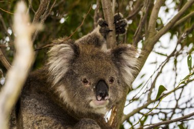 Büyük okyanus yolu, Avustralya, Viktorya... 2016: okaliptüs ağacındaki koala (Phascolarctos cinereus). Bugün Avustralya yangınları yüzünden büyük tehlike altındayız..