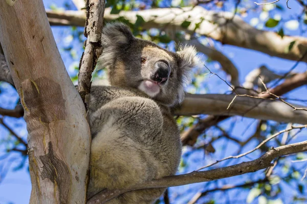 Isla Canguro Australia Australia Del Sur Marzo 2018 Koala Phascolarctos —  Fotos de Stock