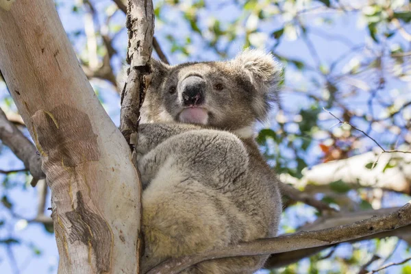 Great Ocean Road Australia Victoria Marzo 2016 Koala Phascolarctos Cinereus —  Fotos de Stock