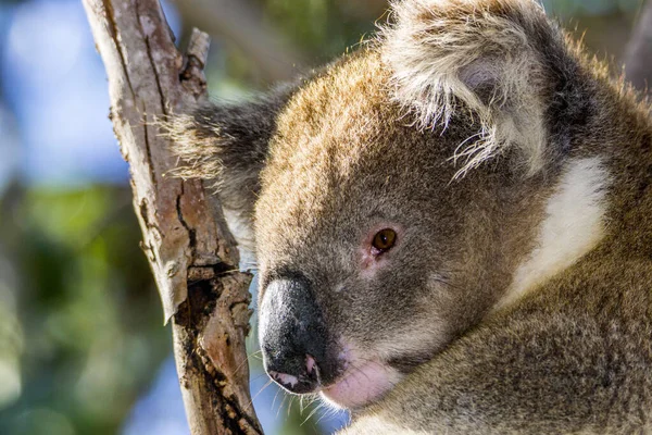 Great Ocean Road Australia Victoria March 2016 Koala Phascolarctos Cinereus — Stock Photo, Image