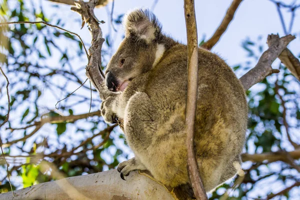 Kangaroo Island Australia South Australia March 2018 Koala Phascolarctos Cinereus — 스톡 사진