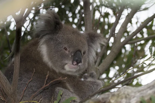 Isla Canguro Australia Australia Del Sur Marzo 2018 Koala Phascolarctos —  Fotos de Stock