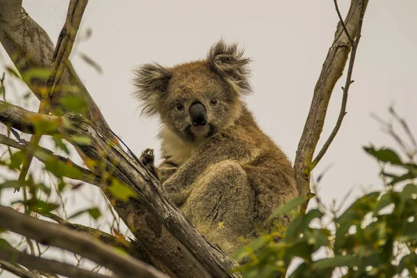 Great Sea Road Australia Victoria March 2016 Koala Phascolarctos Cinereus — 스톡 사진