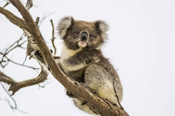 Isla Canguro Australia Australia Del Sur Marzo 2018 Koala Phascolarctos —  Fotos de Stock