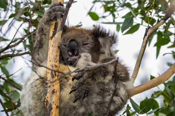 Great Sea Road Australia Victoria March 2016 Koala Phascolarctos Cinereus — 스톡 사진