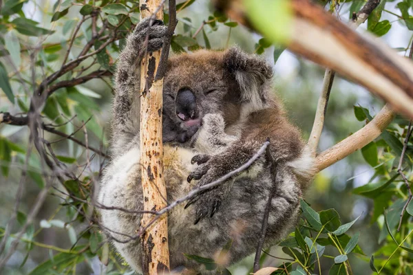 Kangaroo Island Australia South Australia March 2018 Koala Phascolarctos Cinereus — 스톡 사진