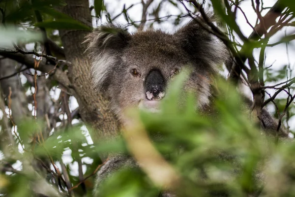 Great Sea Road Australia Victoria March 2016 Koala Phascolarctos Cinereus — 스톡 사진