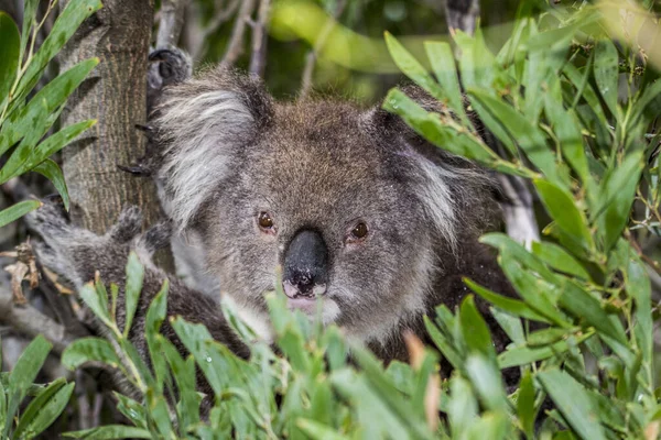 Kangaroo Island Australia South Australia March 2018 Koala Phascolarctos Cinereus — 스톡 사진