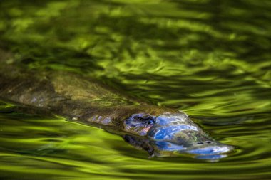 Burnie, Tazmanya, Avustralya: Mart 2019: Platypus (Ornithorhynchus anatinus) nehirde svling.