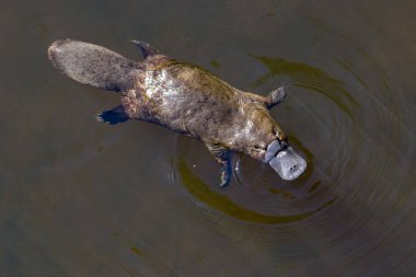 Burnie, Tasmania, Australia: March 2019: Platypus looking for food in the river. clipart
