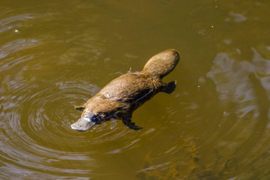 Burnie, Tasmania, Australia: March 2019: Platypus looking for food in the river. clipart