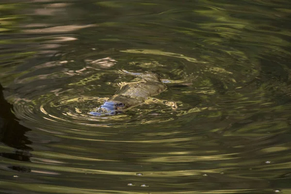 Burnie Tasmania Australia Marzo 2019 Platypus Ornithorhynchus Anatinus Sviming River — Foto de Stock