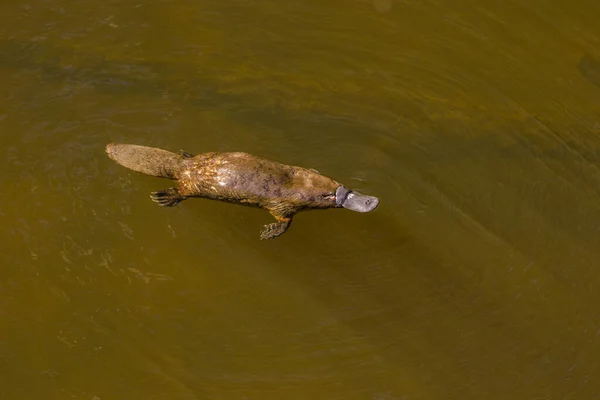Burnie, Tazmanya, Avustralya: Mart 2019: Platypus (Ornithorhynchus anatinus) nehirde svling.