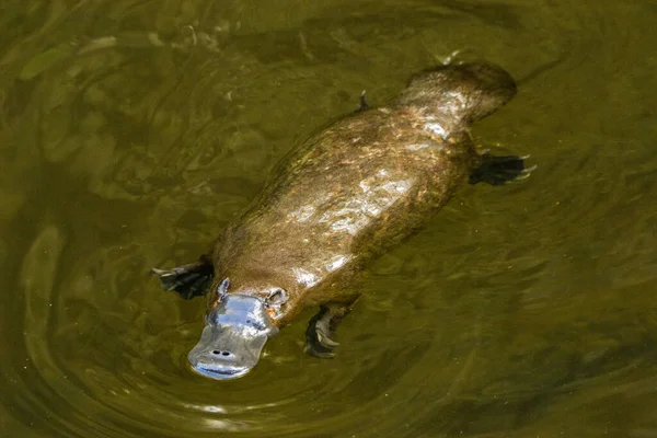 Burnie Tasmania Australia Marzec 2019 Platypus Ornithorhynchus Anatinus Rzece — Zdjęcie stockowe