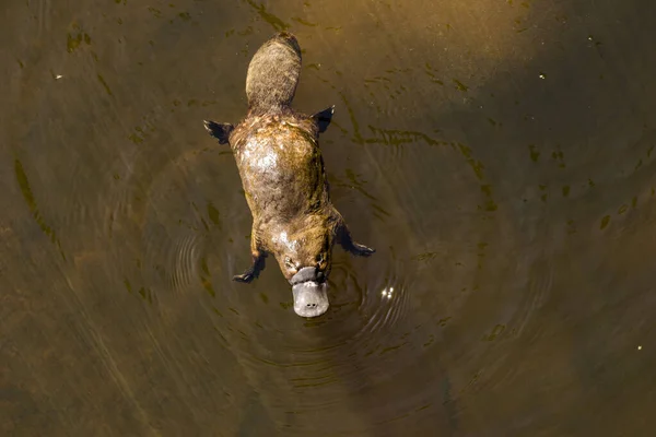 Burnie, Tazmanya, Avustralya: Mart 2019: Platypus nehirde yiyecek arıyor.