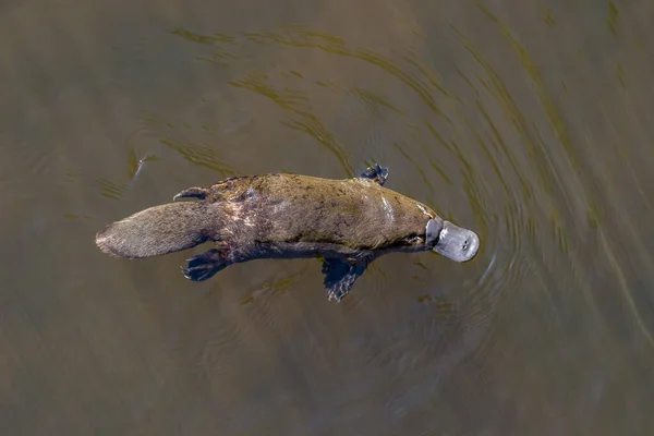 Burnie Tasmania Australia Marzo 2019 Platypus Buscando Comida Río — Foto de Stock